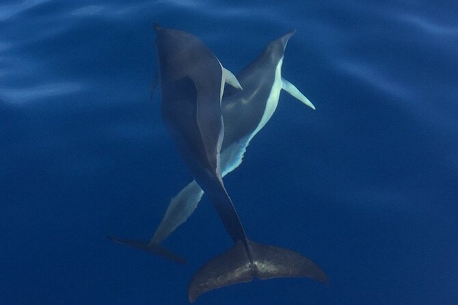 Private Dolphin and Whale Watching Tour in Madeira - Madeira From the Water