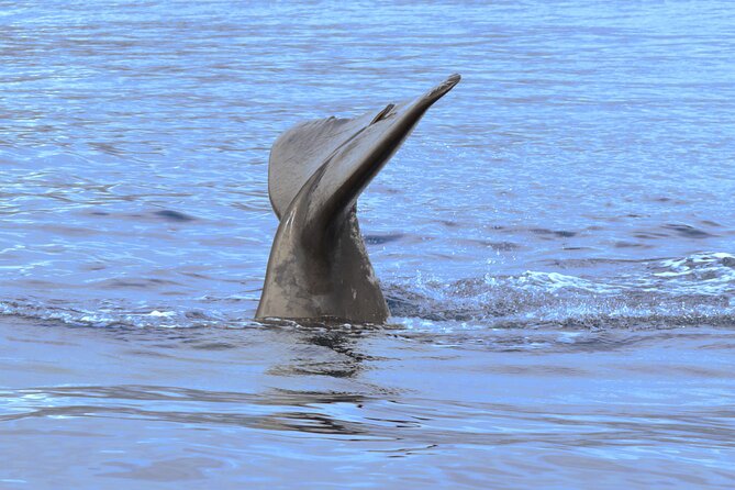 Private Dolphin and Whale Watching Tour in Madeira - Swimming and Snorkeling in the Atlantic