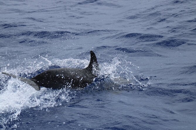 Private Dolphin and Whale Watching Tour in Madeira - Sunset Departures Are a Separate Experience