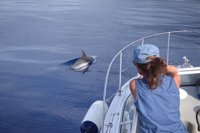 Private Dolphin and Whale Watching Tour in Madeira - Drinks, Photos, and Onboard Comfort