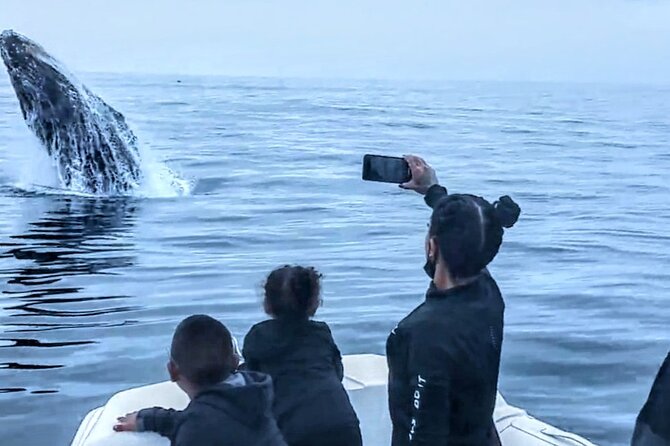 Private Dolphin and Whale Watching Tour in Newport Beach - Why the naturalist commentary matters