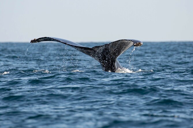 Private Dolphin and Whale Watching Tour in Newport Beach - What the $425 price really buys