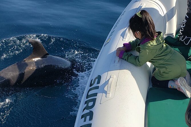 Private Dolphin and Whale Watching Tour in Newport Beach - Timing, comfort, and practical planning
