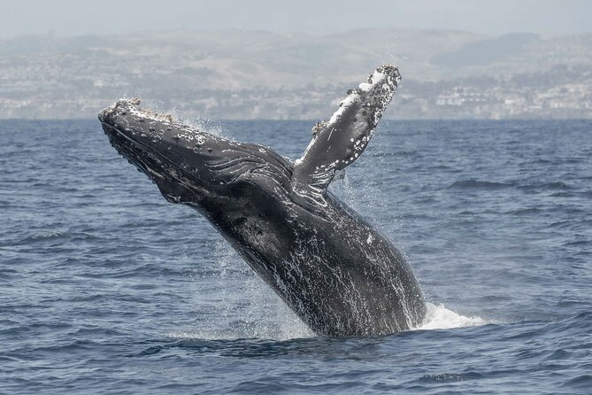 Private Dolphin and Whale Watching Tour in Newport Beach - Who will enjoy this boat trip most