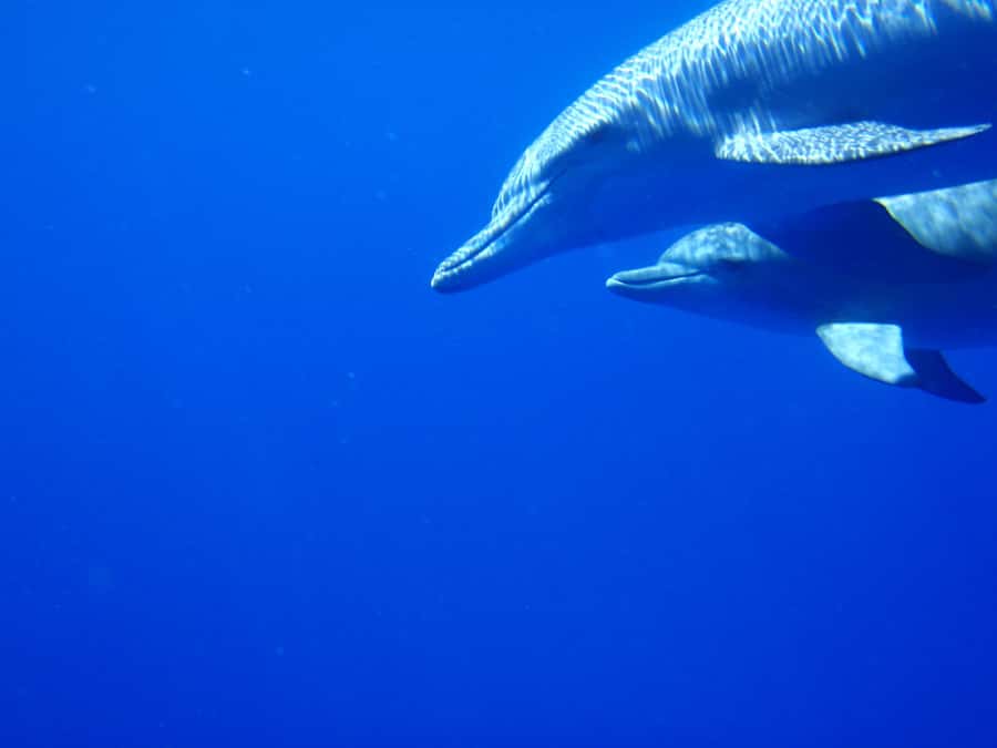 Private Dolphin Encounter and Whale Watching - A five-hour morning on Mauritius waters