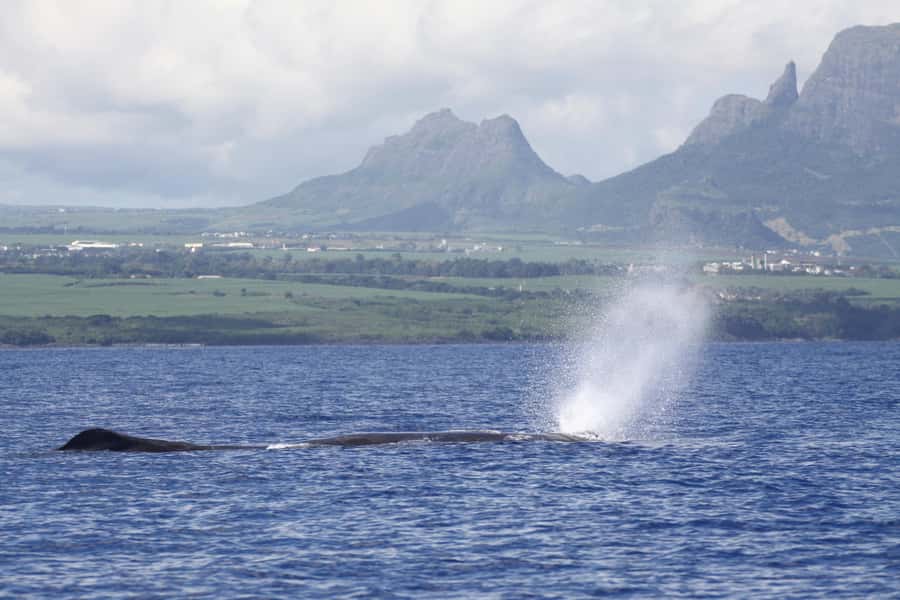 Private Dolphin Encounter and Whale Watching - Snorkeling over the coral reef