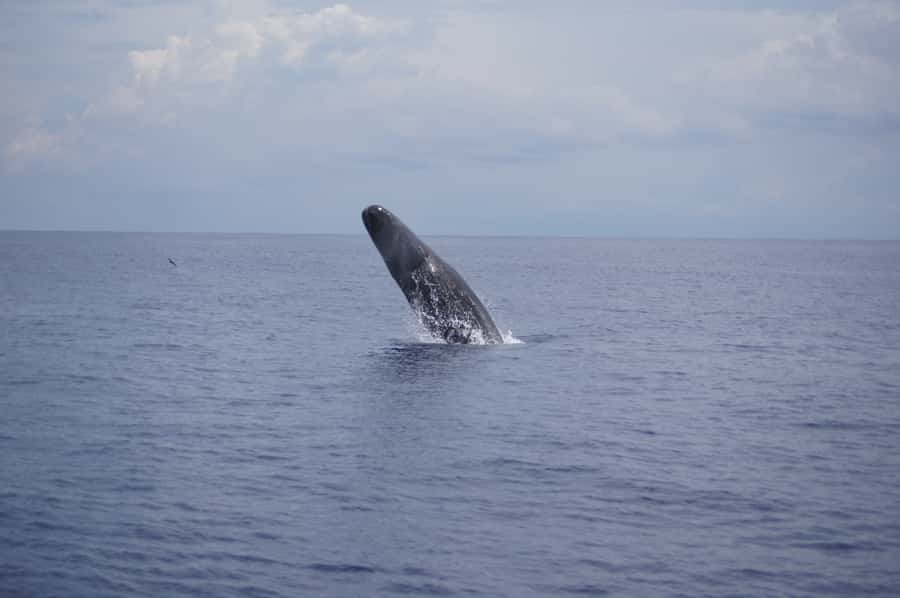 Private Dolphin Encounter and Whale Watching - What the private price really gets you