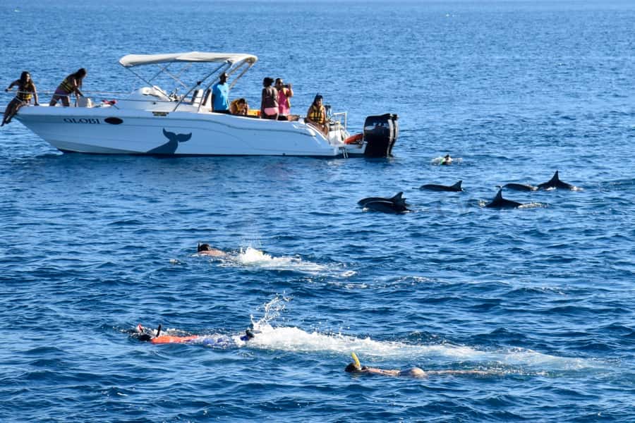 Private Dolphin Encounter and Whale Watching - Meeting dolphins near Black River