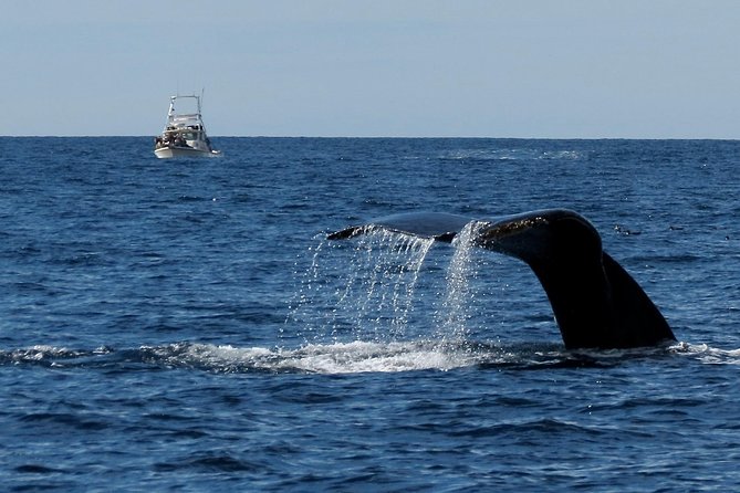 Private Family Whale & Dolphin Adventure in San Diego - A six-person boat changes the experience