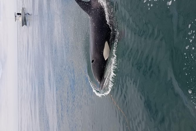 Private Family Whale & Dolphin Adventure in San Diego - Captain Rich’s role in finding the action