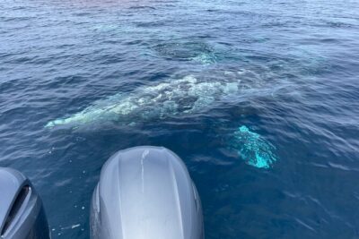 Private Family Whale & Dolphin Adventure in San Diego