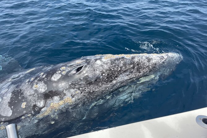 Private Family Whale & Dolphin Adventure in San Diego - The cabin, tower, and restroom matter