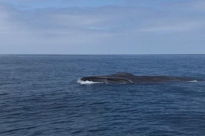Private Family Whale & Dolphin Adventure in San Diego - What the three-hour timing really means
