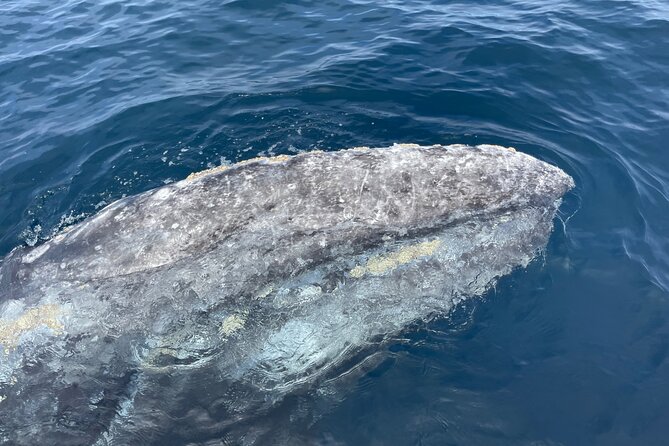 Private Family Whale & Dolphin Adventure in San Diego - Is $179 per person a fair price?