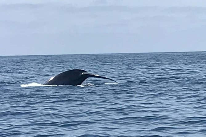 Private Family Whale & Dolphin Adventure in San Diego - Who will enjoy this private adventure most?