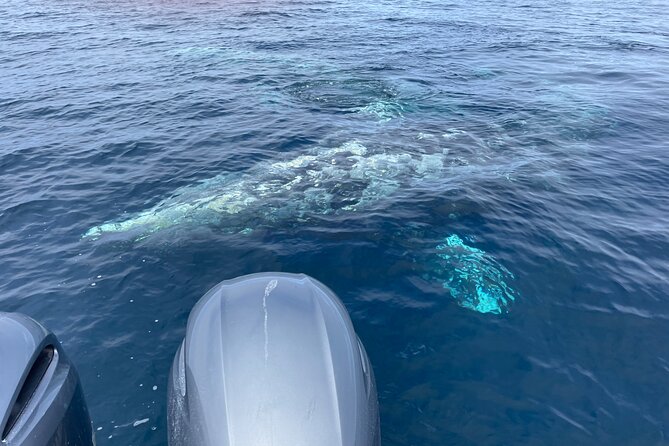 Private Family Whale & Dolphin Adventure in San Diego - Looking for dolphins, whales, and sea lions