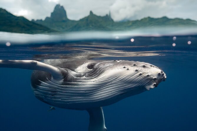 Private Half Day Whale Watching Tour - Key points at a glance