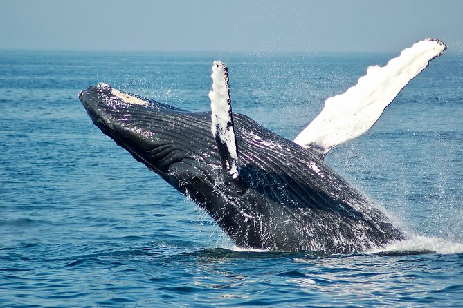 Private Half Day Whale Watching Tour - Why this Moorea whale tour is different