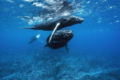 Private Half Day Whale Watching Tour