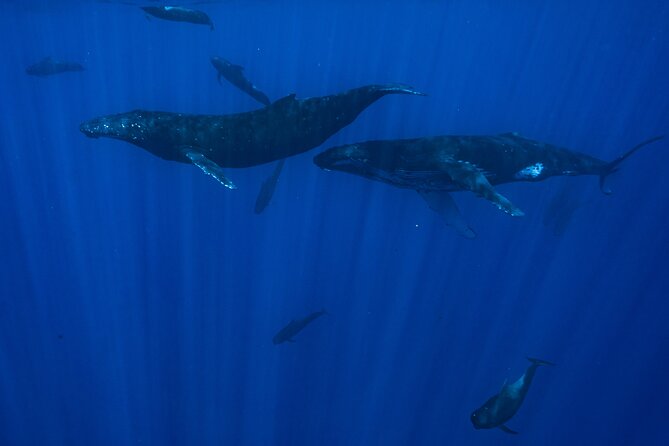 Private Half Day Whale Watching Tour - Fruit, drinks, and snorkeling equipment