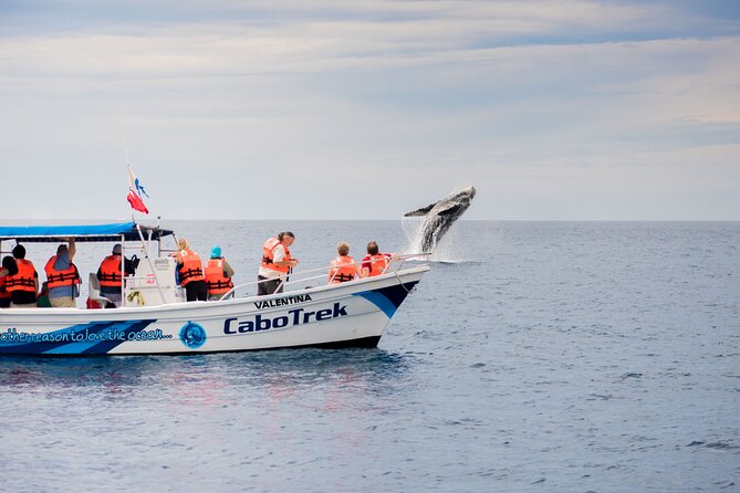Private Humpback Whale Watching in Cabo San Lucas - Meeting at CaboTrek near Hotel Tesoro