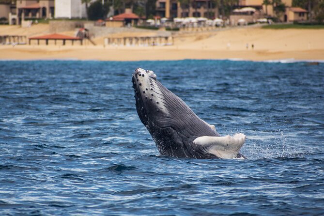 Private Humpback Whale Watching in Cabo San Lucas - Searching for humpback and gray whales