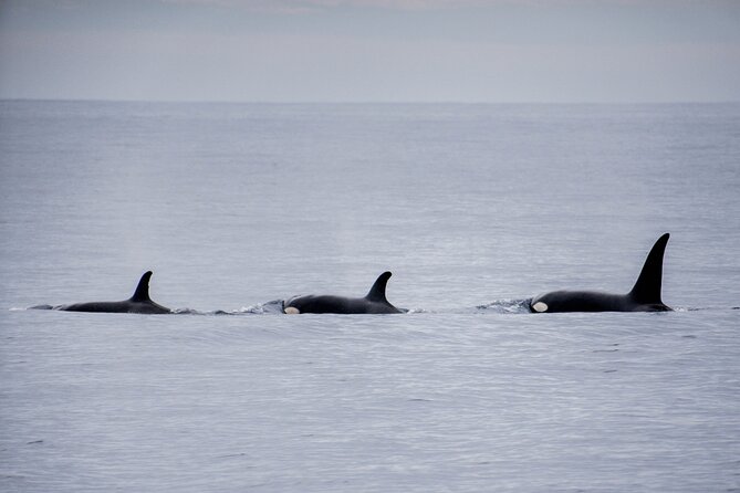 Private Humpback Whale Watching in Cabo San Lucas - The $699 price and how to judge the value