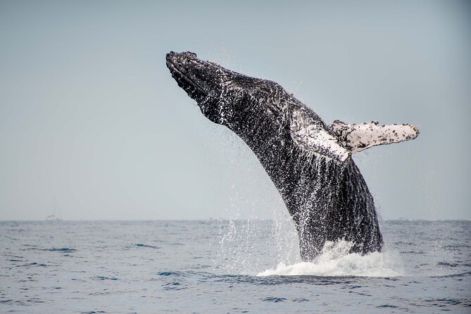 Private Humpback Whale Watching in Cabo San Lucas - The private-tour issue deserves attention