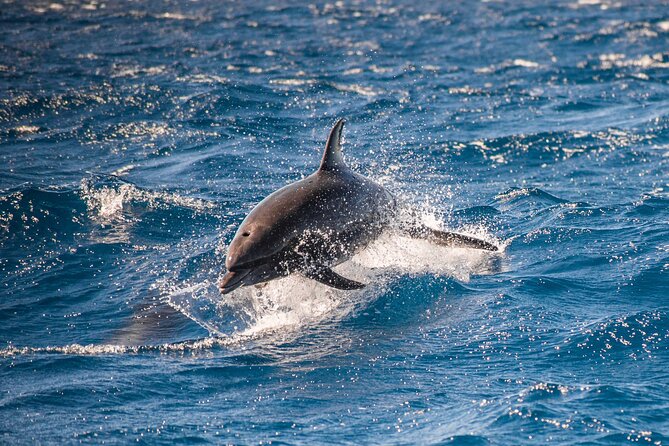 Private Humpback Whale Watching in Cabo San Lucas - Who will enjoy this experience most