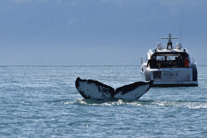 Private Luxury Whale Watch - Four hours on the Inside Passage