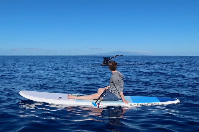 Private Paddleboard (SUP) Whale Watch: All Skill Levels Welcome - A beginner lesson before the whale search