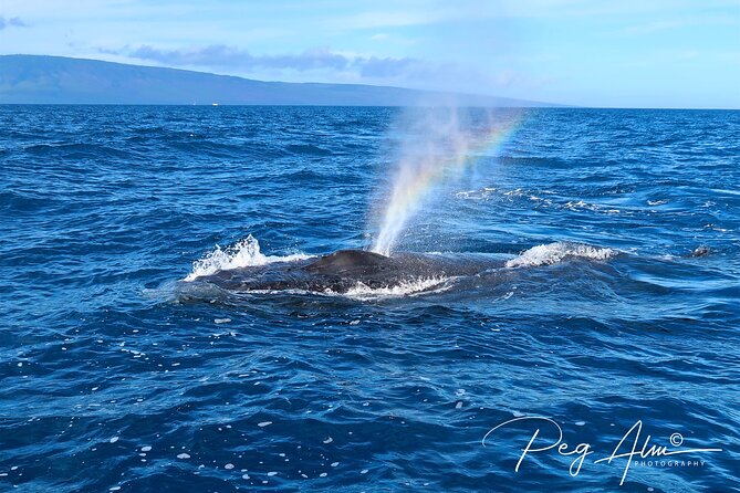 Private Paddleboard (SUP) Whale Watch: All Skill Levels Welcome - Guide Brittany and the human side of the tour