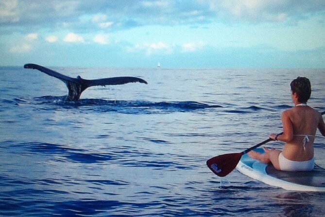 Private Paddleboard (SUP) Whale Watch: All Skill Levels Welcome - Paddling through the Hawaiian Humpback Whale sanctuary
