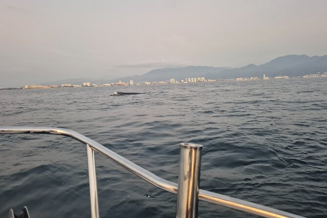 Private Tour 3 Hours of Whale Watching - Leaving from Los Peines dock