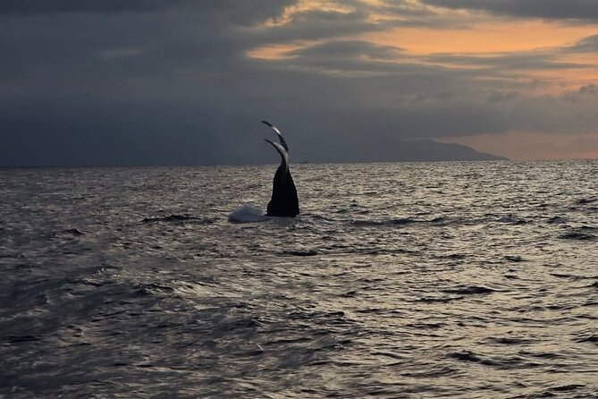 Private Tour 3 Hours of Whale Watching - Comfort, shade, and what to bring