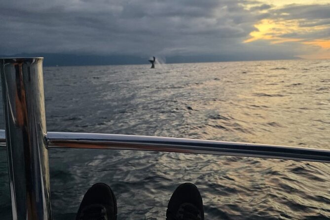 Private Tour 3 Hours of Whale Watching - How the price compares with the experience