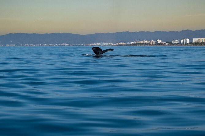 Private Tour 3 Hours of Whale Watching - Who should book this Puerto Vallarta outing