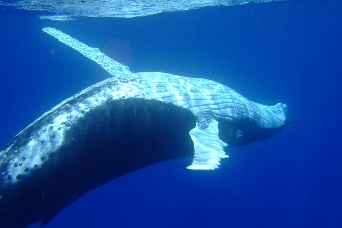 Private Tour: Bora Bora Whale Watching & Swimming Experience - A guide who shapes the experience