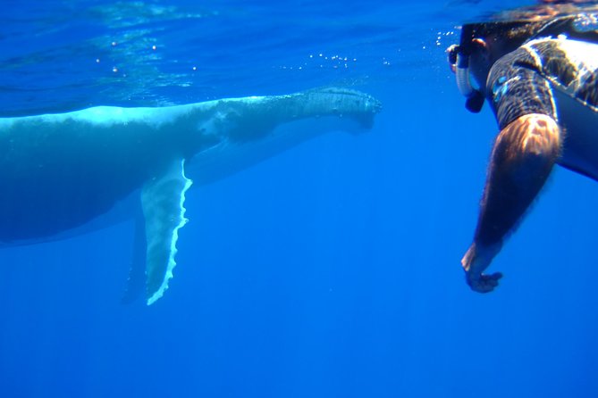 Private Tour: Bora Bora Whale Watching & Swimming Experience - What the $448.55 price really means