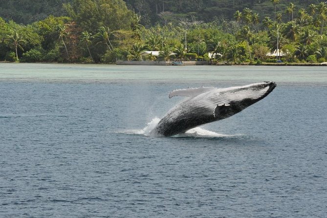 Private Tour: Bora Bora Whale Watching & Swimming Experience - Who will get the most from this tour