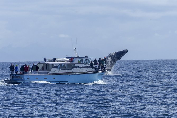 Private tour Fee to see whales and dolphins - Weather, rough water, and the limits of nature