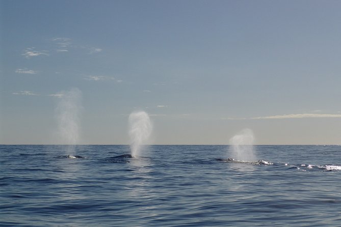 Private tour Fee to see whales and dolphins - Who will enjoy this day most