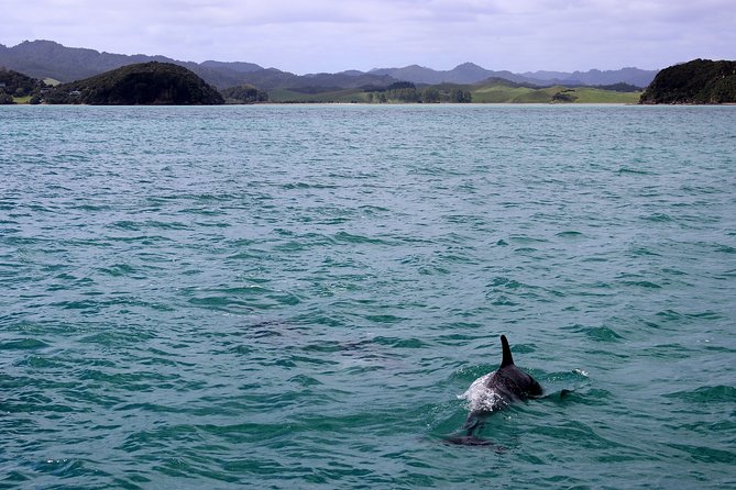 Private tour Fee to see whales and dolphins - Why Tarifa is the right departure point