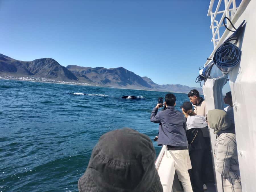 Private Tour: Hermanus- Boat Based Whale Watching Experience - Key points at a glance