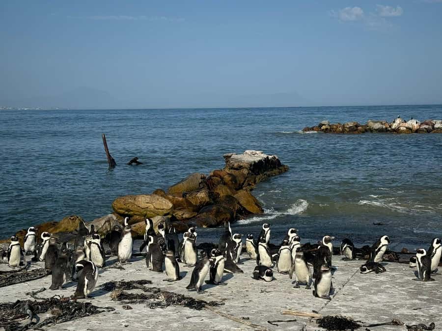Private Tour: Hermanus- Boat Based Whale Watching Experience - Who will enjoy this day most?