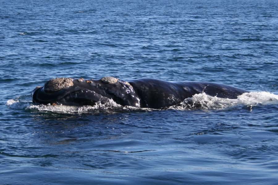 Private Tour: Hermanus- Boat Based Whale Watching Experience - Gordon’s Bay and Clarence Drive set the tone