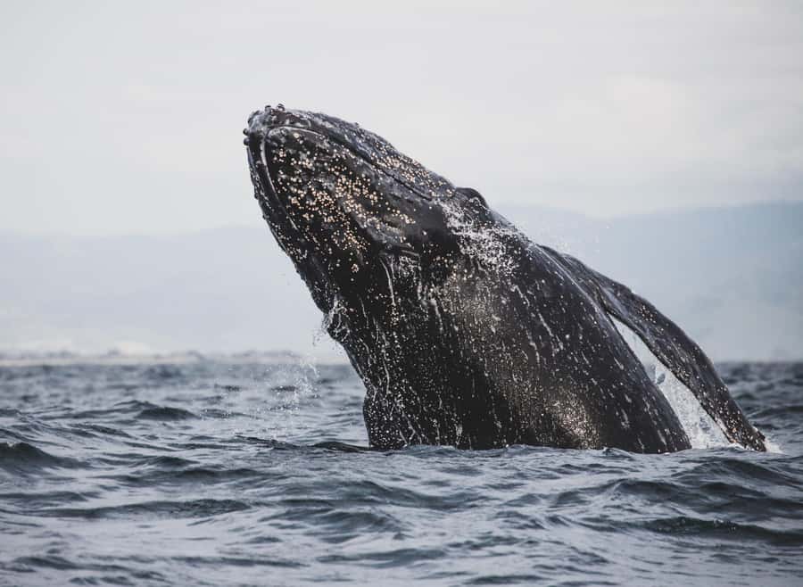 Private Tour: Hermanus- Boat Based Whale Watching Experience - Lunch by the sea gives the day some breathing room