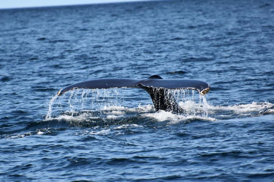 Private Tour: Hermanus- Boat Based Whale Watching Experience - Private pickup makes the long drive easier