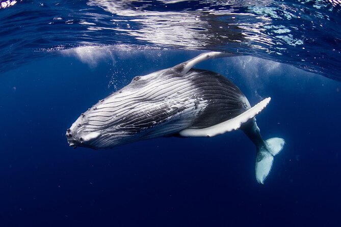 Private tour observing and swimming with humpback whales in Moorea - Snorkeling with rays, sharks, and turtles