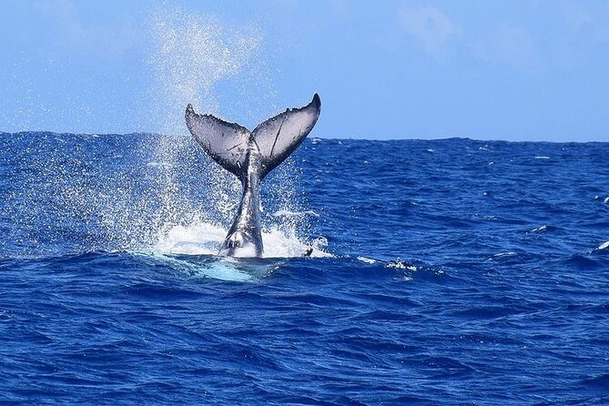 Private tour observing and swimming with humpback whales in Moorea - Guides, safety, and the pace of the day